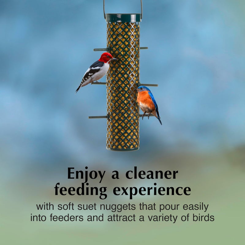 CS C&S Wild Bird Bluebird Suet Nuggets Mega Box, 8 Pounds - Image 4